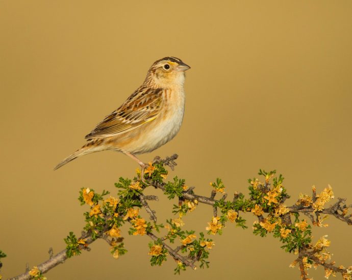 searching-for-sparrows-in-the-sky-islands