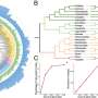 A fully automated tool for species tree inference