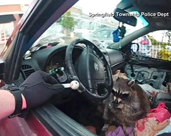 ohio-police-find-raccoon-holding-meth-pipe-during-traffic-stop
