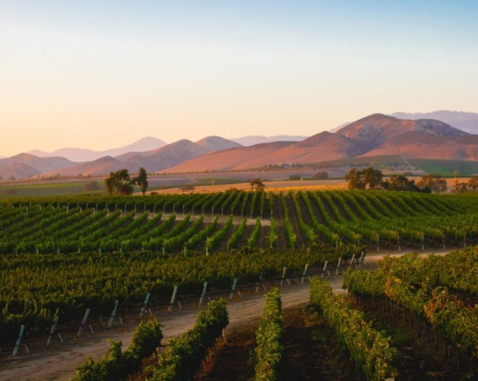 Why you should skip Napa and sip wine in California at these places instead