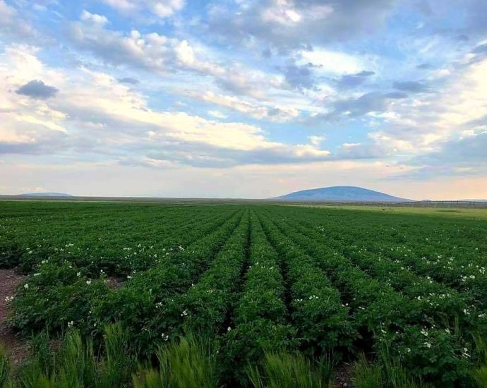new-alfalfa-strain-sucks-your-soul-away-alongside-all-colorado-river-water