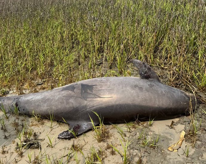 decapitated-dolphin-in-north-carolina-prompts-$20,000-reward-offer-from-us.