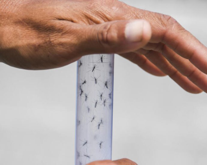Europe on brink of endemic dengue and chikungunya as mosquitoes move north