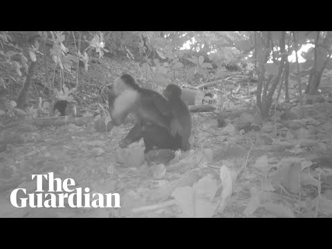 ‘monkey-kidnappings’:-footage-shows-capuchin-monkeys-carrying-baby-howler-monkeys