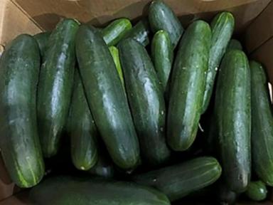 new-salmonella-outbreak-tied-to-same-florida-grower-with-tainted-cucumbers-last-year