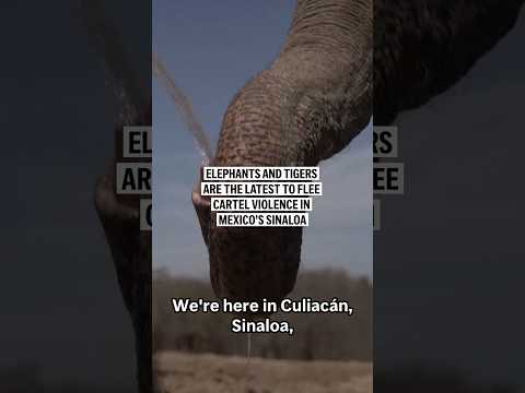 elephants-and-tigers-are-the-latest-to-flee-cartel-violence-in-mexico’s-sinaloa