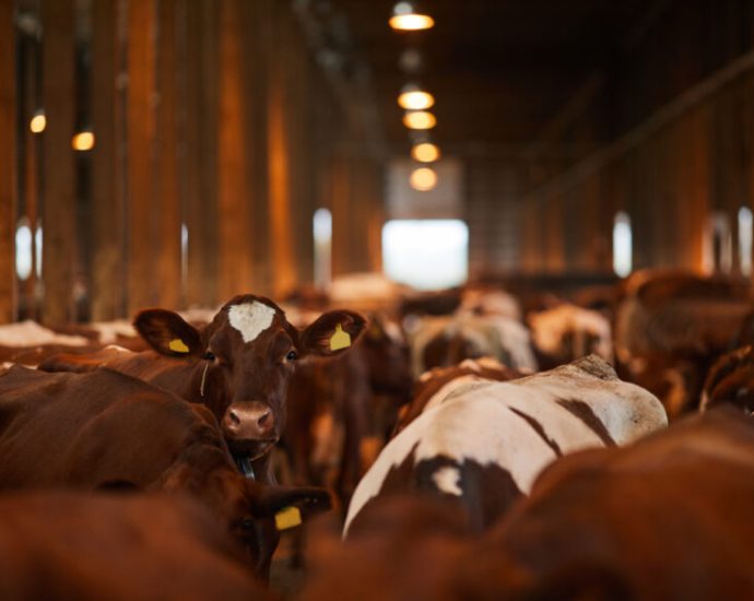 trapped-in-a-factory-farm