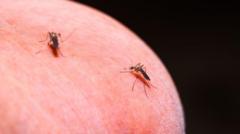 scientists-propose-novel-way-of-treating-mosquitoes-for-malaria