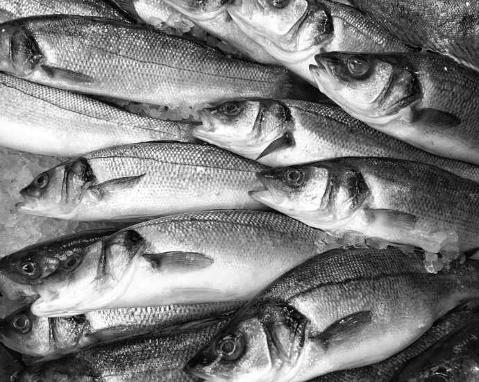 revealed:-uk-supermarket-seabass-linked-to-devastating-overfishing-in-senegal