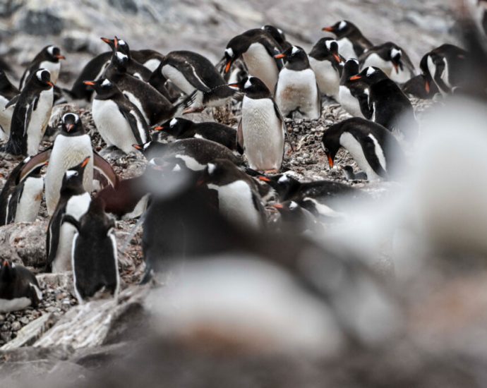 penguin-poop-may-help-preserve-antarctic-climate