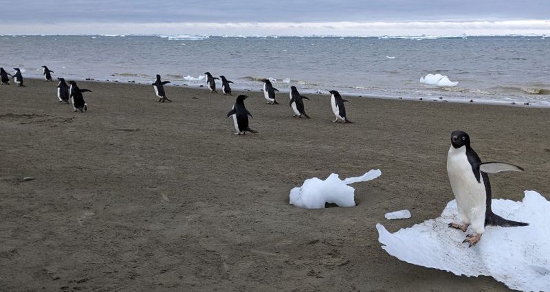 penguin-poop-gives-antarctic-cloud-formation-a-boost