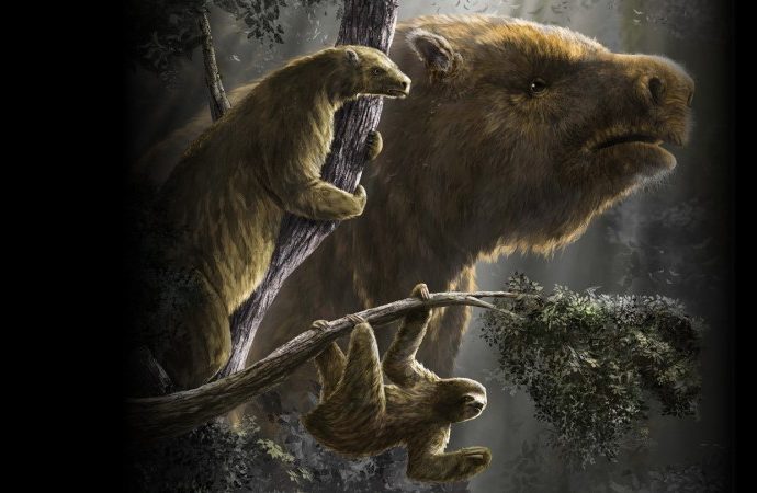sloths-once-came-in-a-dizzying-array-of-sizes.-here’s-why