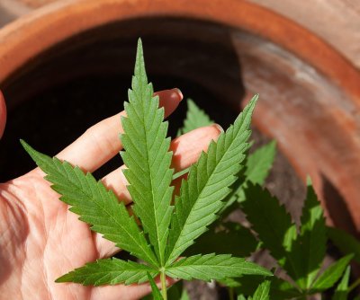 texas-lawmakers-approve-full-thc-ban