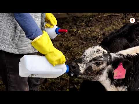 flood-hit-australians-overjoyed-as-calf-returns-mid-interview-|-reuters