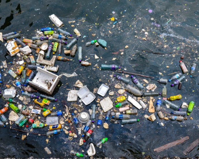 a-seabird-chick-with-778-pieces-of-plastic-in-its-body-shows-how-bad-marine-pollution-has-gotten