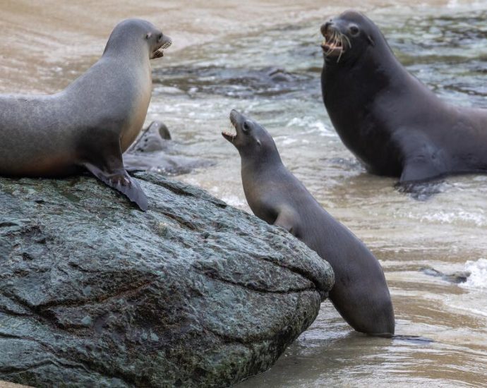 ‘longest,-most-toxic,-and-deadliest’-algae-bloom-may-finally-be-at-an-end