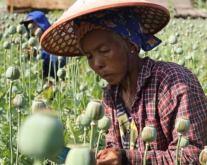 displaced-civilians-turn-reluctant-opium-farmers-in-myanmar
