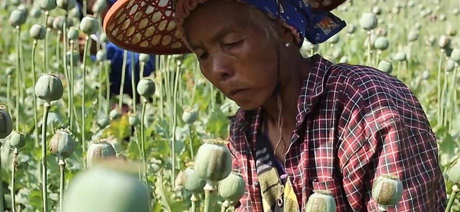 displaced-civilians-turn-reluctant-opium-farmers-in-myanmar