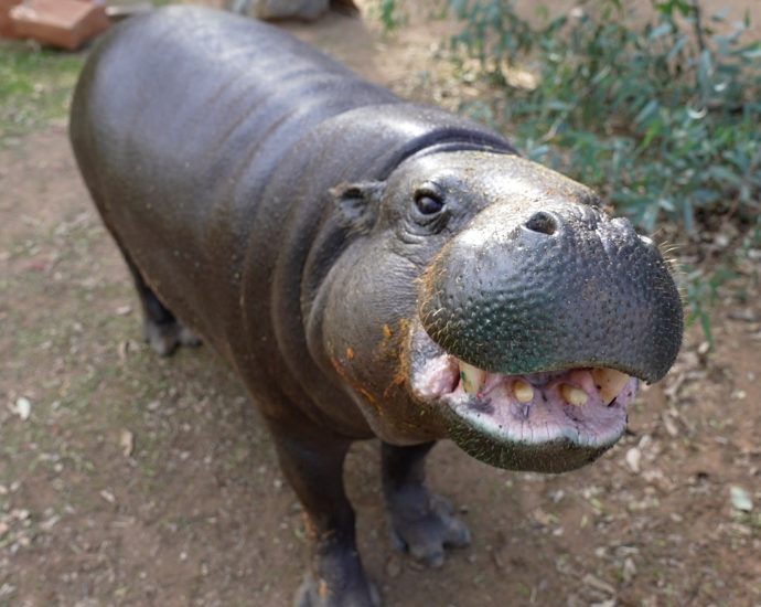 This 51-year-old pygmy hippo just set a world record