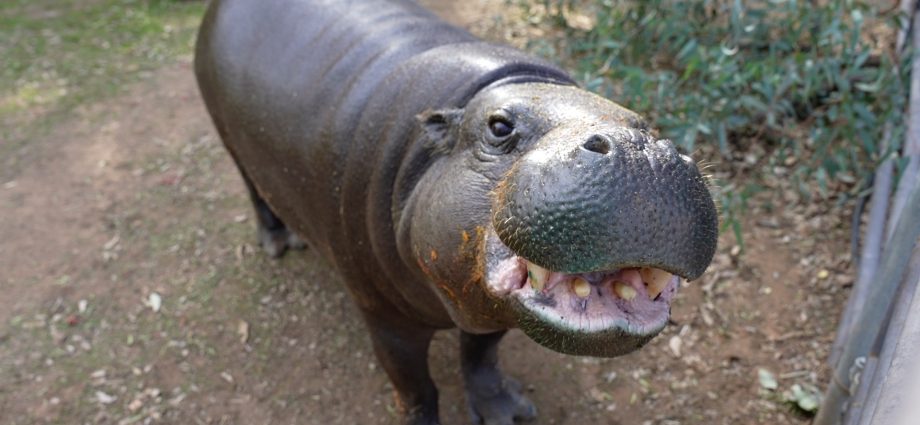 This 51-year-old pygmy hippo just set a world record