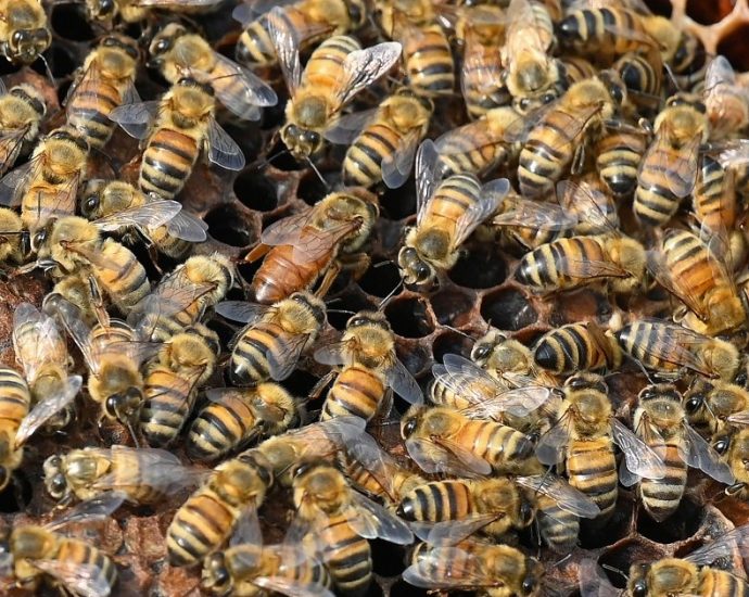 truck-accident-unleashes-250-million-honeybees-in-northwestern-us