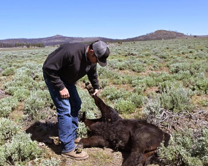 killing-wolves-remains-a-crime-in-california.-but-a-rebellion-is-brewing