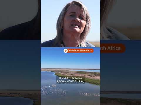 flamingos-lose-breeding-site-to-sewage