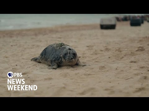 group-of-rescued-gray-seals-heads-home-after-rehabilitation