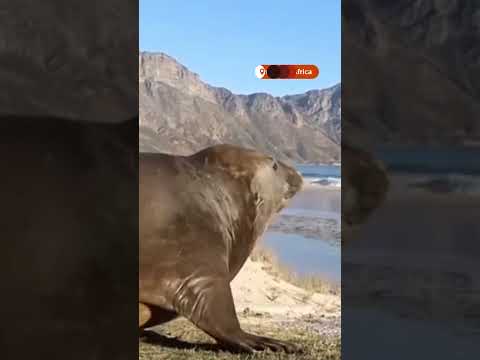 elephant-seal-returns-to-the-ocean-after-wandering-cape-town-|-reuters
