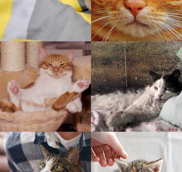 Domestic Cats Recognize Odor of Their Owner, Researchers Say