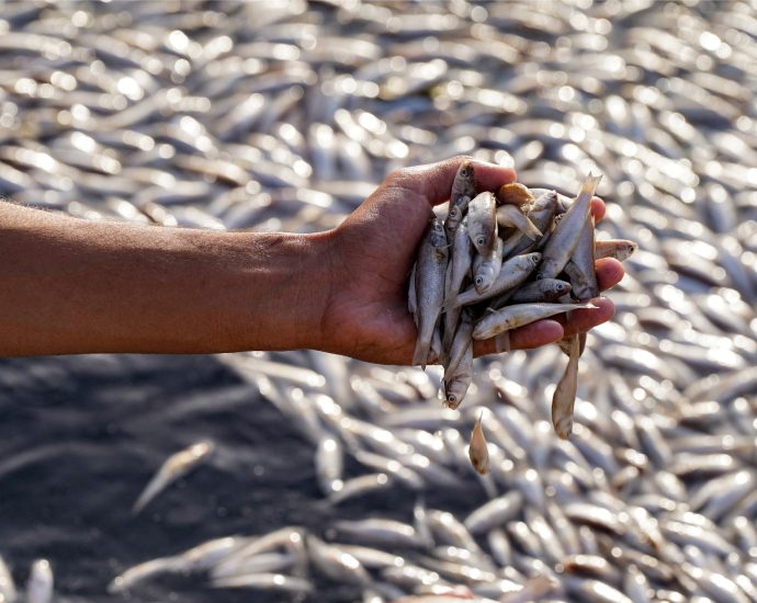 iraq-probes-fish-die-off-in-marshes