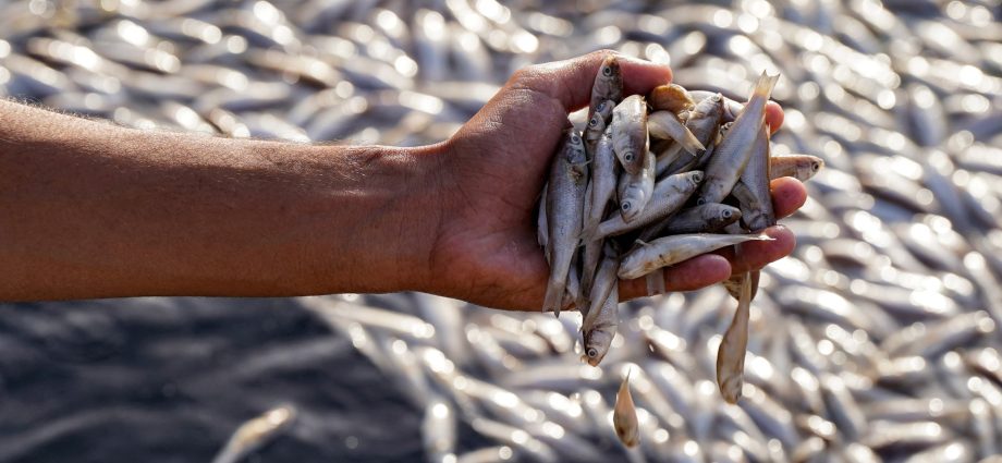 iraq-probes-fish-die-off-in-marshes