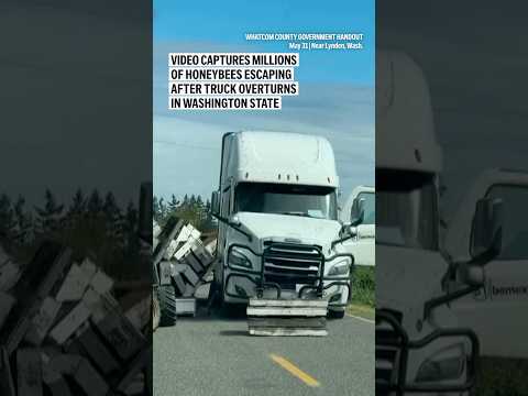 video-captures-millions-of-honeybees-escaping-after-truck-overturns-in-washington-state