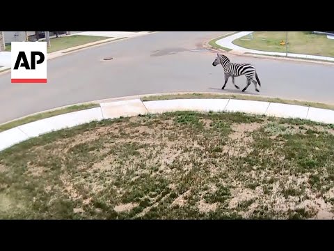 pet-zebra-gets-loose-in-christiana,-tennessee