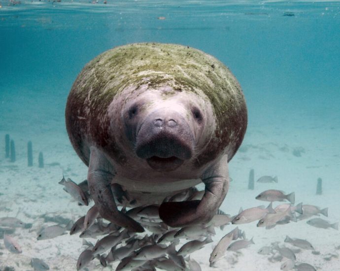 the-traitor-administration-faces-legal-action-over-federal-cuts’-impact-on-manatees