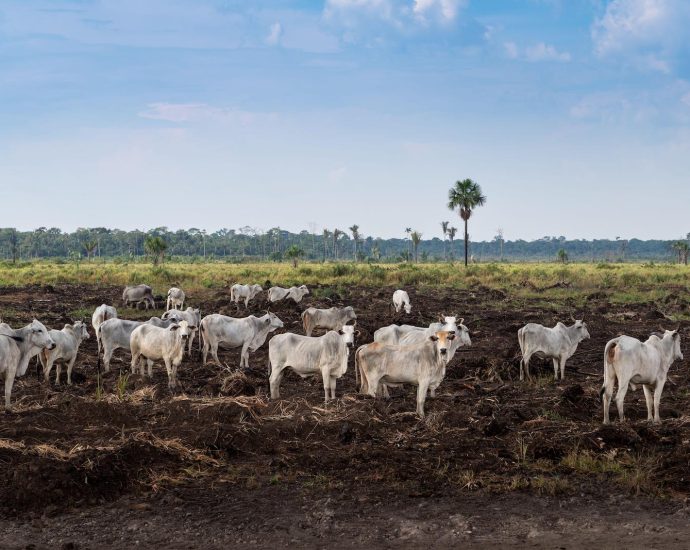 food-giants’-climate-plans-lack-credibility,-new-report-finds