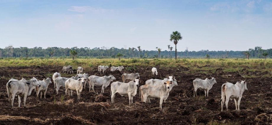 food-giants’-climate-plans-lack-credibility,-new-report-finds