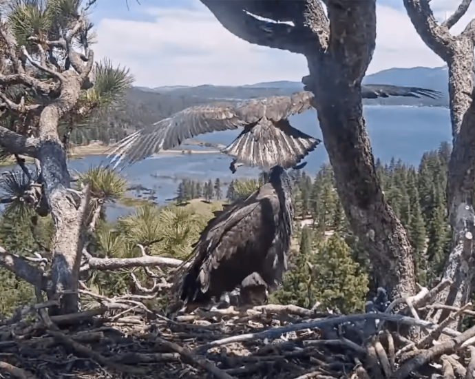 Sunny the eaglet has officially left the nest