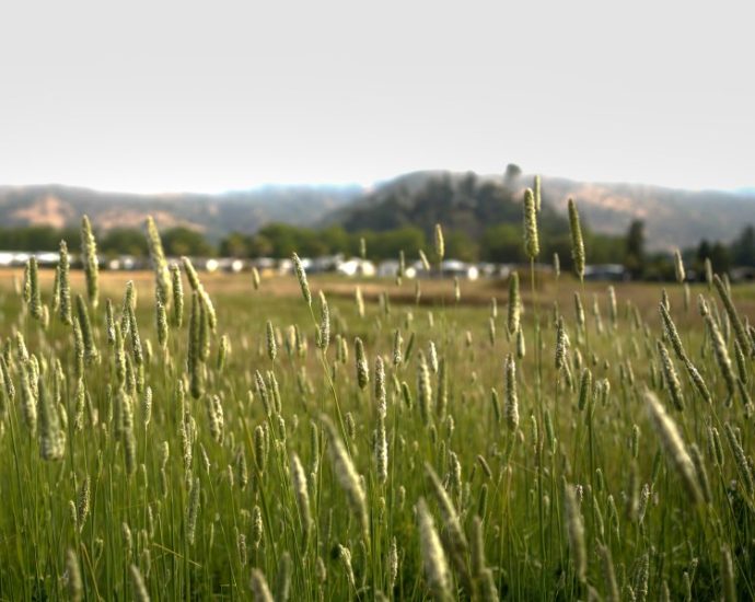 napa-valley-town-that-once-rode-out-emergencies-with-diesel-gets-a-clean-power-backup