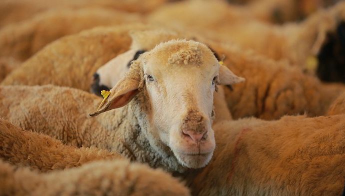 mount-mor-sees-return-of-livestock-and-traditions-following-period-of-stability