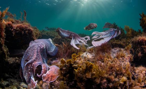the-world’s-oceans-are-dying.-can-a-un-summit-in-nice-turn-the-tide?