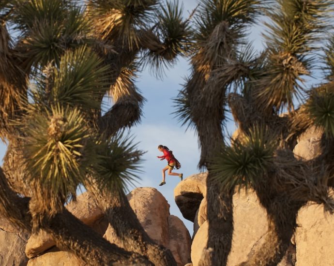 The best Joshua Tree hikes for wanderers and wildlife watchers