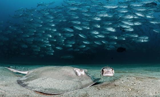 humans-can’t-survive-without-a-healthy-ocean:-un-envoy