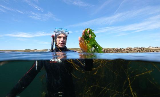 green-gold-beneath-the-waves:-how-seaweed-–-and-one-man’s-obsession-–-could-save-the-world