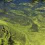 Algae bloom ends along Southern California coast, but marine mammals remain at risk