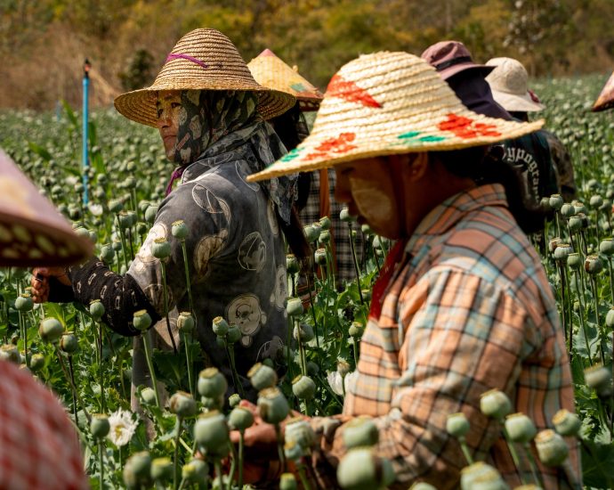 ‘we-do-this-to-survive’:-harvesting-opium-poppies-in-myanmar’s-shan-state