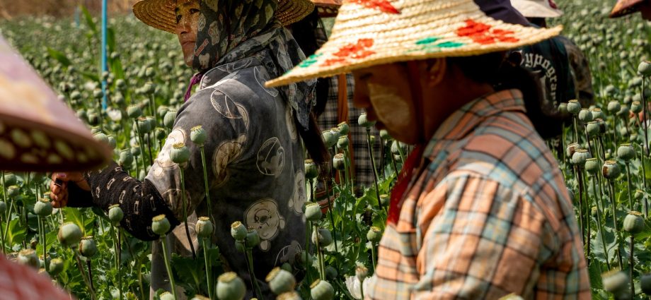 ‘we-do-this-to-survive’:-harvesting-opium-poppies-in-myanmar’s-shan-state