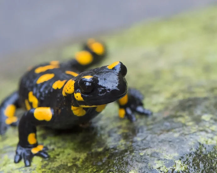extreme-weather-is-wiping-out-amphibians—here’s-where-it’s-worst