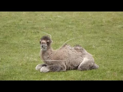 whipsnade-zoo-welcomes-the-birth-of-baby-bactrian-camel