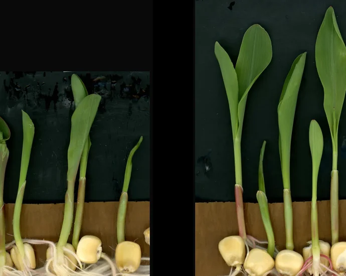 scientists-find-immune-molecule-that-supercharges-plant-growth